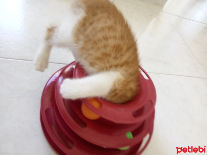 Tekir Kedi, Kedi  Çiçek Mississippi fotoğrafı