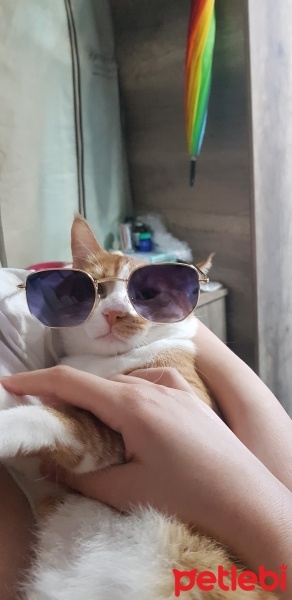 Tekir Kedi, Kedi  Çiçek Mississippi fotoğrafı