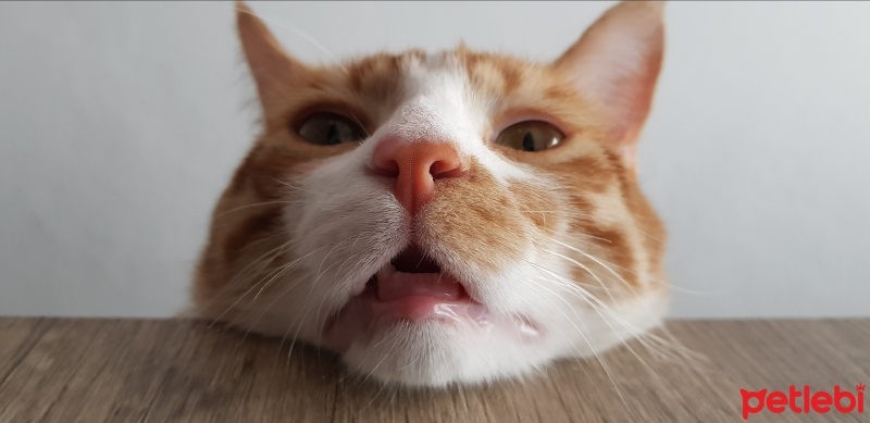 Tekir Kedi, Kedi  Çiçek Mississippi fotoğrafı