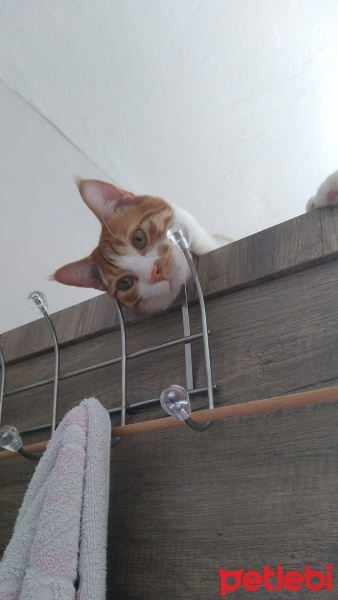 Tekir Kedi, Kedi  Çiçek Mississippi fotoğrafı