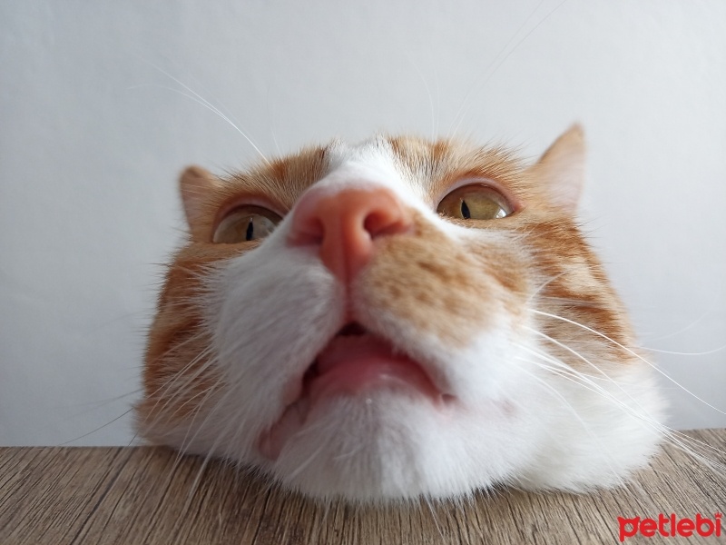 Tekir Kedi, Kedi  Çiçek Mississippi fotoğrafı