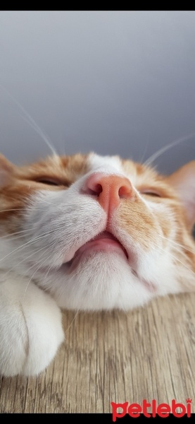Tekir Kedi, Kedi  Çiçek Mississippi fotoğrafı