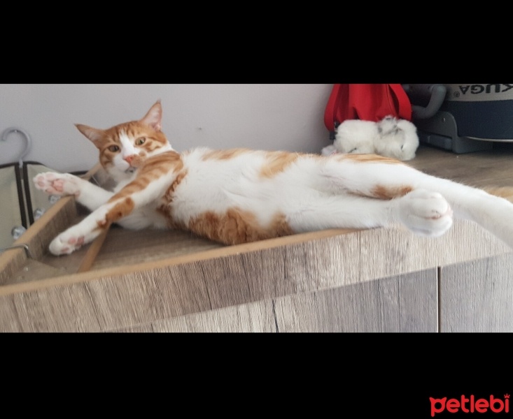 Tekir Kedi, Kedi  Çiçek Mississippi fotoğrafı