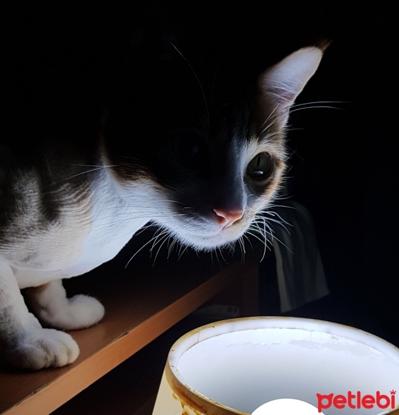 Tekir Kedi, Kedi  Çiçek Mississippi fotoğrafı