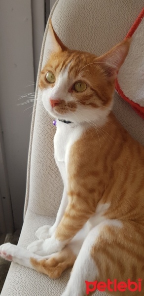 Tekir Kedi, Kedi  Çiçek Mississippi fotoğrafı
