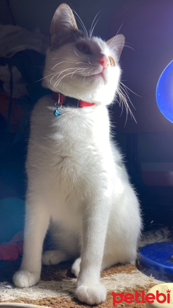 Tekir Kedi, Kedi  Sütlaç fotoğrafı