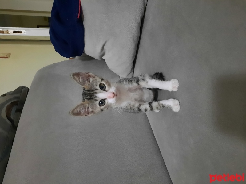 Tekir Kedi, Kedi  Pamuk fotoğrafı