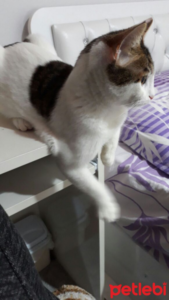 Tekir Kedi, Kedi  Arif  fotoğrafı