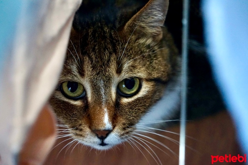 Tekir Kedi, Kedi  Zeus fotoğrafı