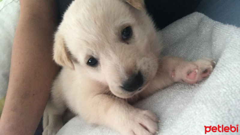 Golden Retriever, Köpek  Duman fotoğrafı