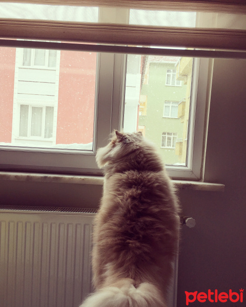 İran Kedisi (Persian), Kedi  Victoria  fotoğrafı