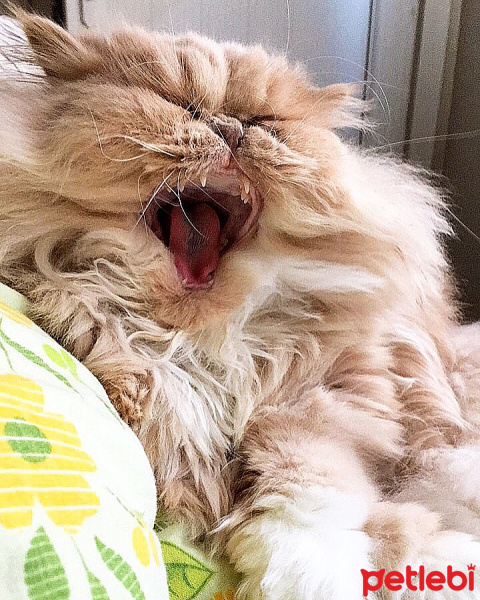 İran Kedisi (Persian), Kedi  Victoria  fotoğrafı