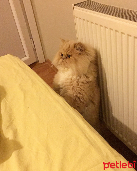 İran Kedisi (Persian), Kedi  Victoria  fotoğrafı