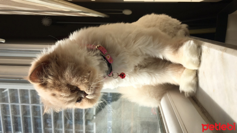 İran Kedisi (Persian), Kedi  Victoria  fotoğrafı