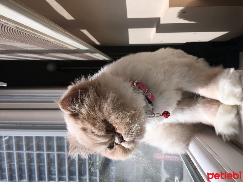 İran Kedisi (Persian), Kedi  Victoria  fotoğrafı