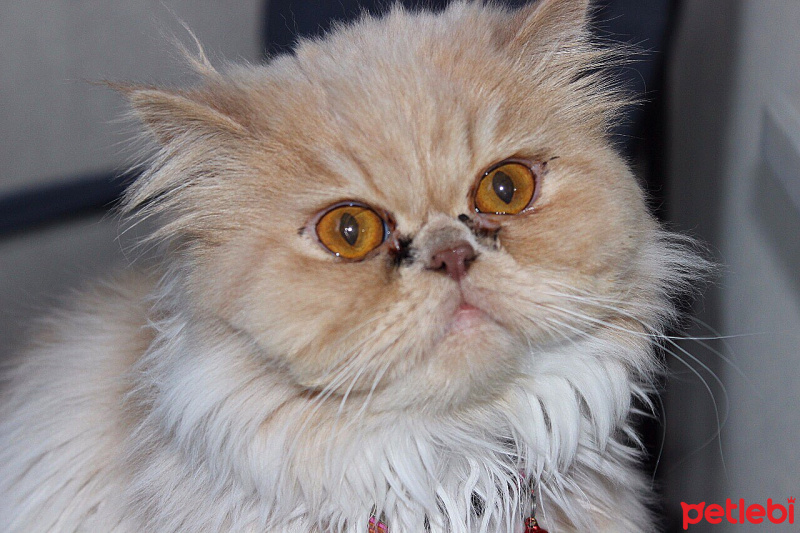 İran Kedisi (Persian), Kedi  Victoria  fotoğrafı