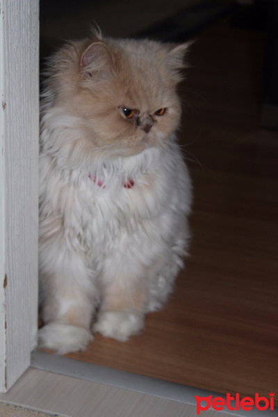 İran Kedisi (Persian), Kedi  Victoria  fotoğrafı