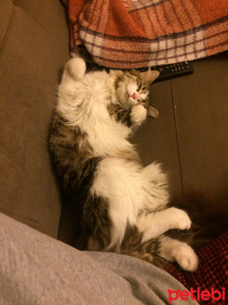 Chinchilla, Kedi  Mart fotoğrafı