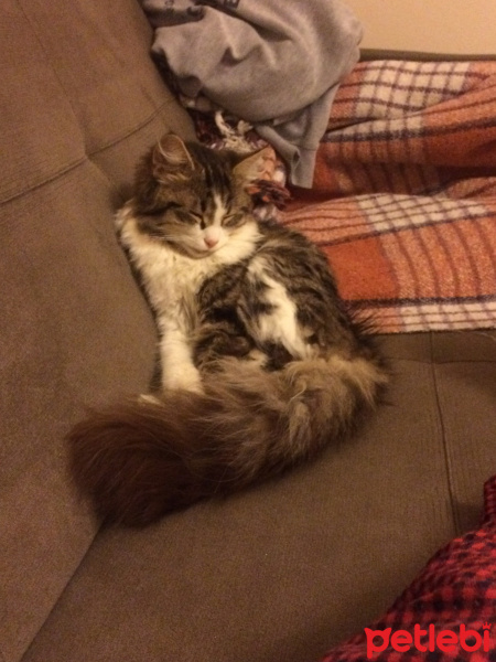 Chinchilla, Kedi  Mart fotoğrafı