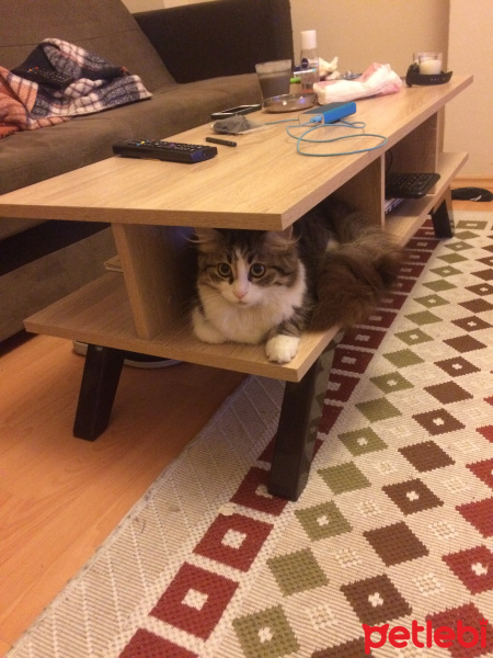 Chinchilla, Kedi  Mart fotoğrafı