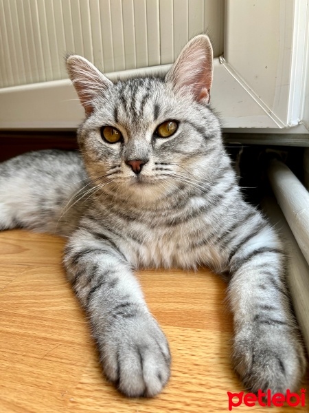 British Shorthair, Kedi  Gümüş fotoğrafı