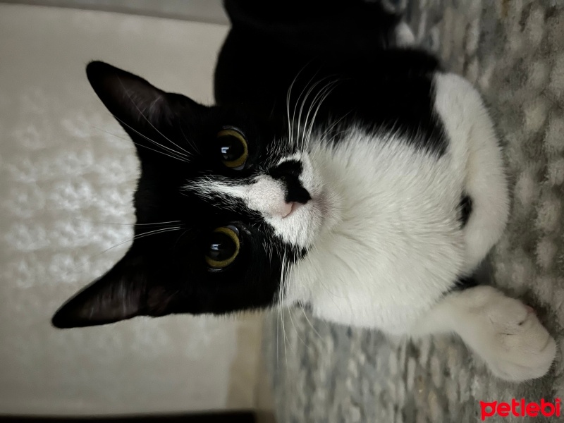 Tuxedo (Smokin) Kedi, Kedi  Gece fotoğrafı