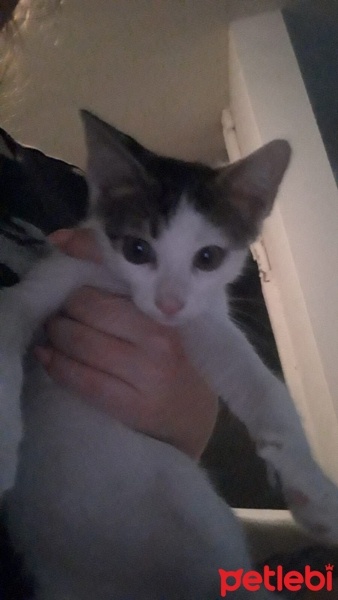 Tekir Kedi, Kedi  Ponçik fotoğrafı