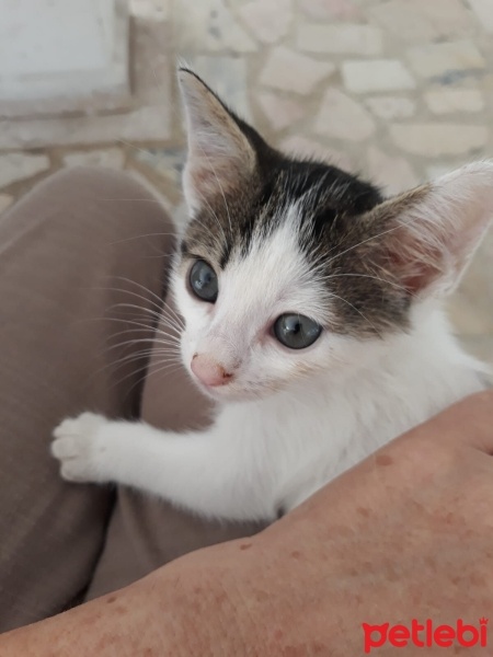 Tekir Kedi, Kedi  Ponçik fotoğrafı