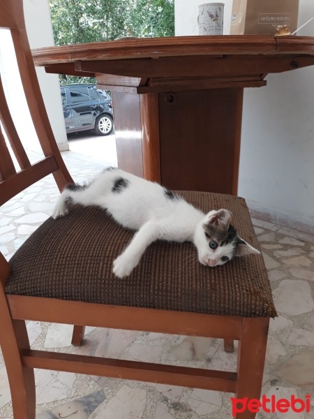 Tekir Kedi, Kedi  Ponçik fotoğrafı