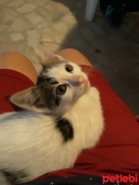 Tekir Kedi, Kedi  Ponçik fotoğrafı