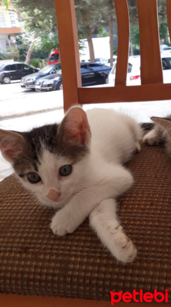 Tekir Kedi, Kedi  Ponçik fotoğrafı