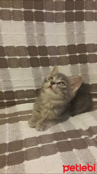 Tekir Kedi, Kedi  Lucky fotoğrafı