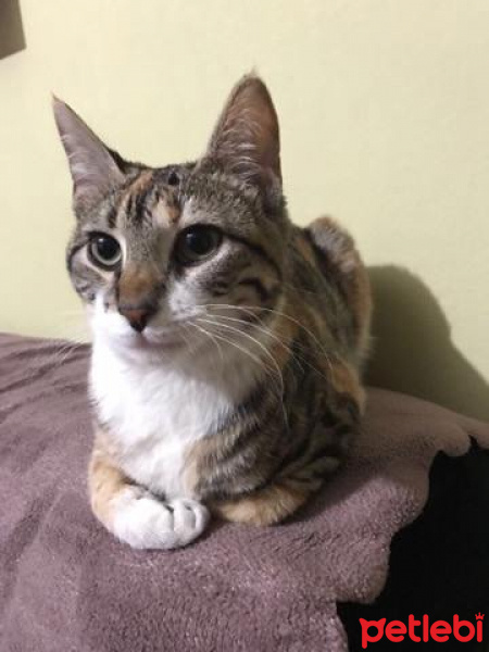 Tekir Kedi, Kedi  AŞKIM fotoğrafı