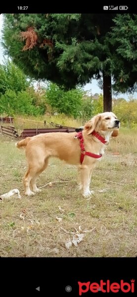 Amerikan Cocker Spaniel, Köpek  Luna fotoğrafı