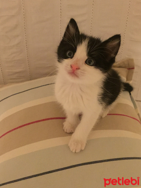 Tuxedo (Smokin) Kedi, Kedi  Kupa fotoğrafı