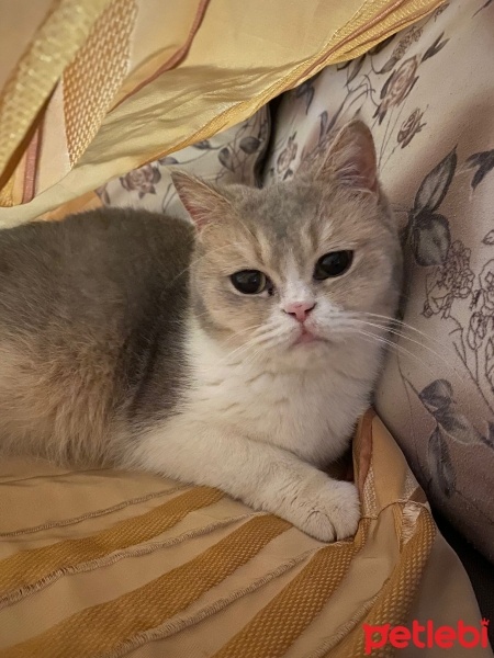 British Shorthair, Kedi  latte fotoğrafı