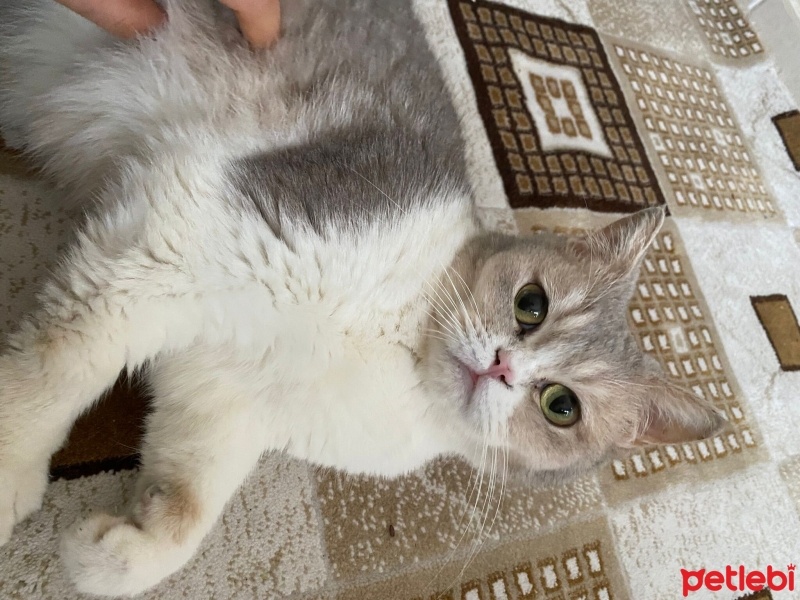 British Shorthair, Kedi  latte fotoğrafı