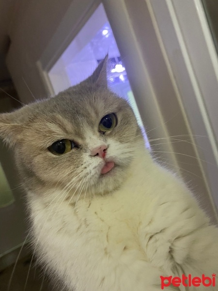 British Shorthair, Kedi  latte fotoğrafı
