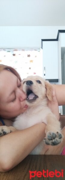 Golden Retriever, Köpek  Badem fotoğrafı