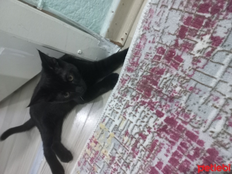 Tekir Kedi, Kedi  Zeytin fotoğrafı