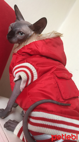 Sphynx, Kedi  Sezar fotoğrafı