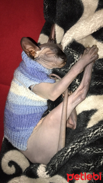 Sphynx, Kedi  Sezar fotoğrafı