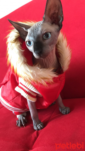 Sphynx, Kedi  Sezar fotoğrafı