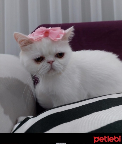 Exotic Shorthair, Kedi  zarife su fotoğrafı