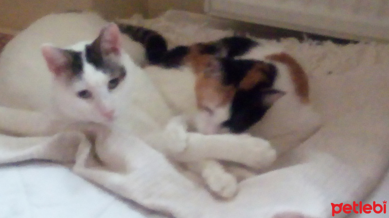 Tekir Kedi, Kedi  Poncik fotoğrafı
