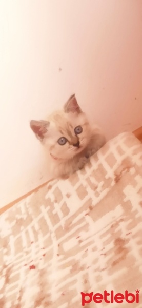 British Shorthair, Kedi  Pamuk fotoğrafı