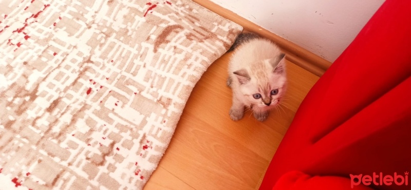 British Shorthair, Kedi  Pamuk fotoğrafı