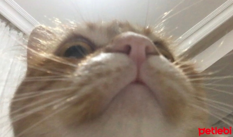 Sarman, Kedi  Şeker fotoğrafı
