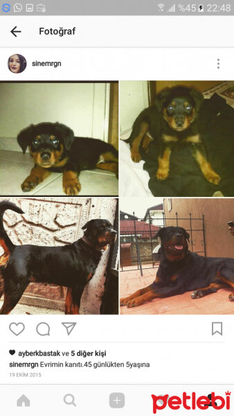 Rottweiler, Köpek  Freddy Krueger fotoğrafı