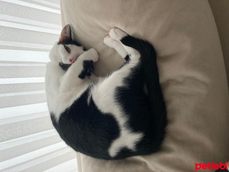 Tekir Kedi, Kedi  Mia fotoğrafı